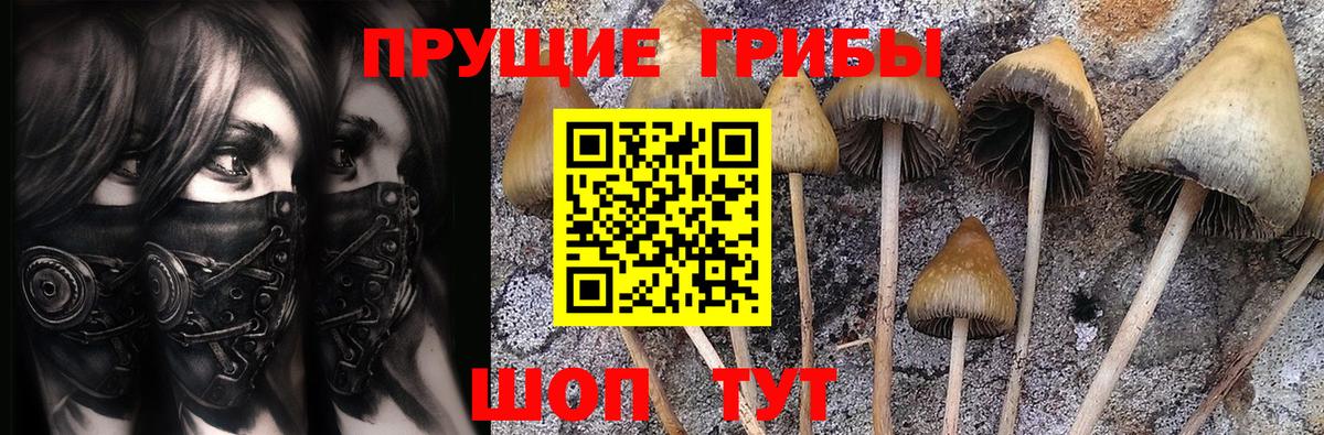 Псилоцибиновые грибы мицелий  Псилоцибиновые грибы Cubensis  Минусинск  Вход с VPN 